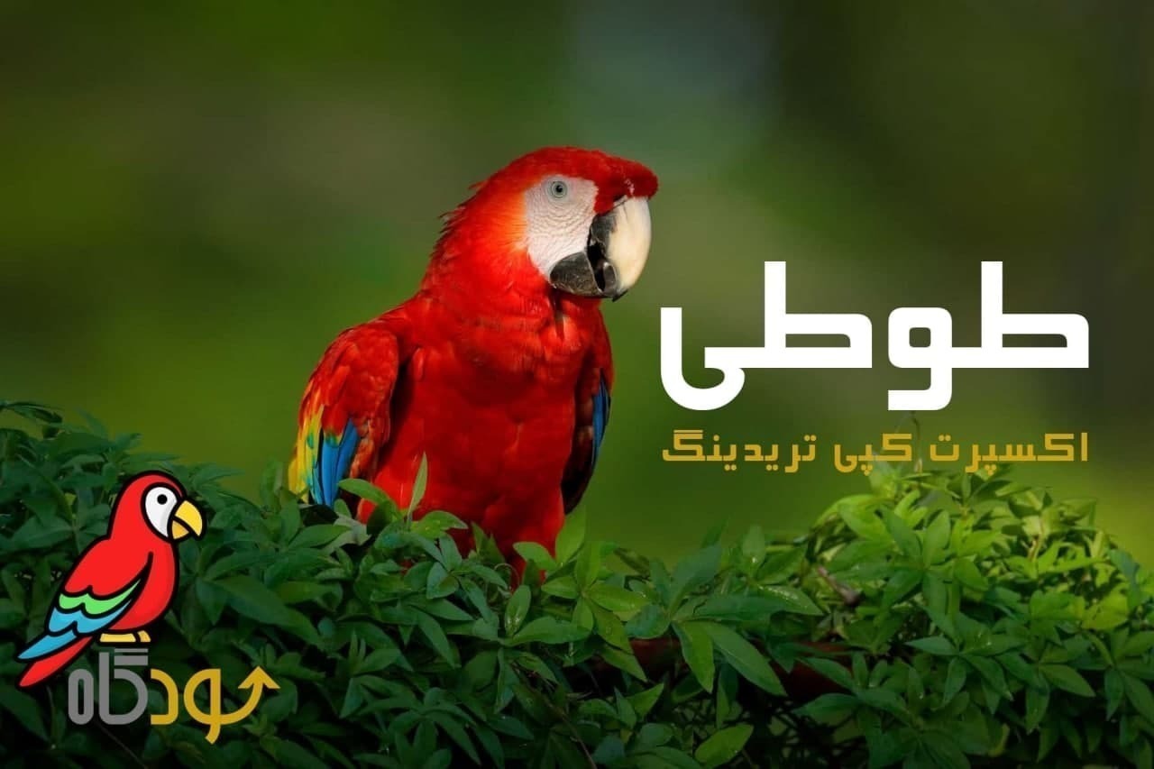 طوطی | اکسپرت کپی تریدینگ متاتریدر۵